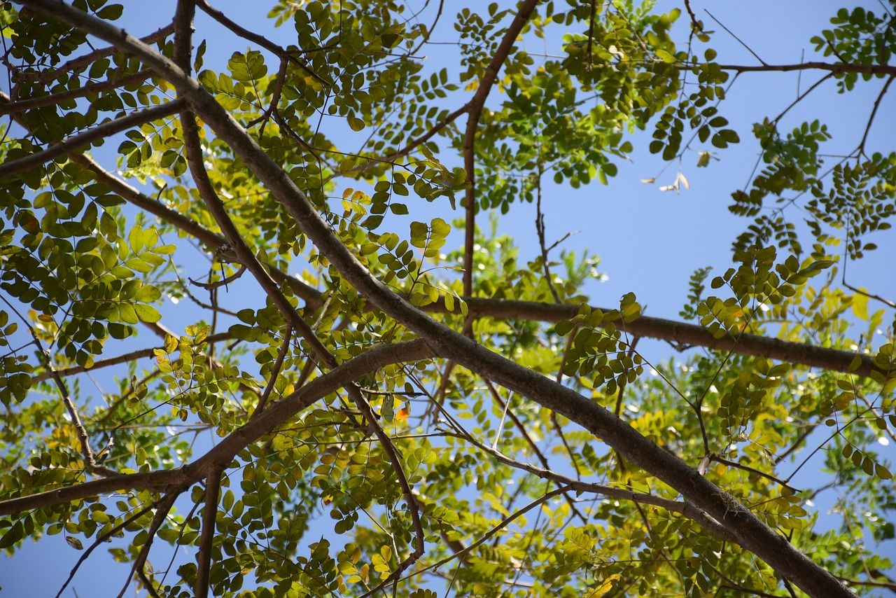 Muir welcomes wind energy market engagement for DAERA forests
