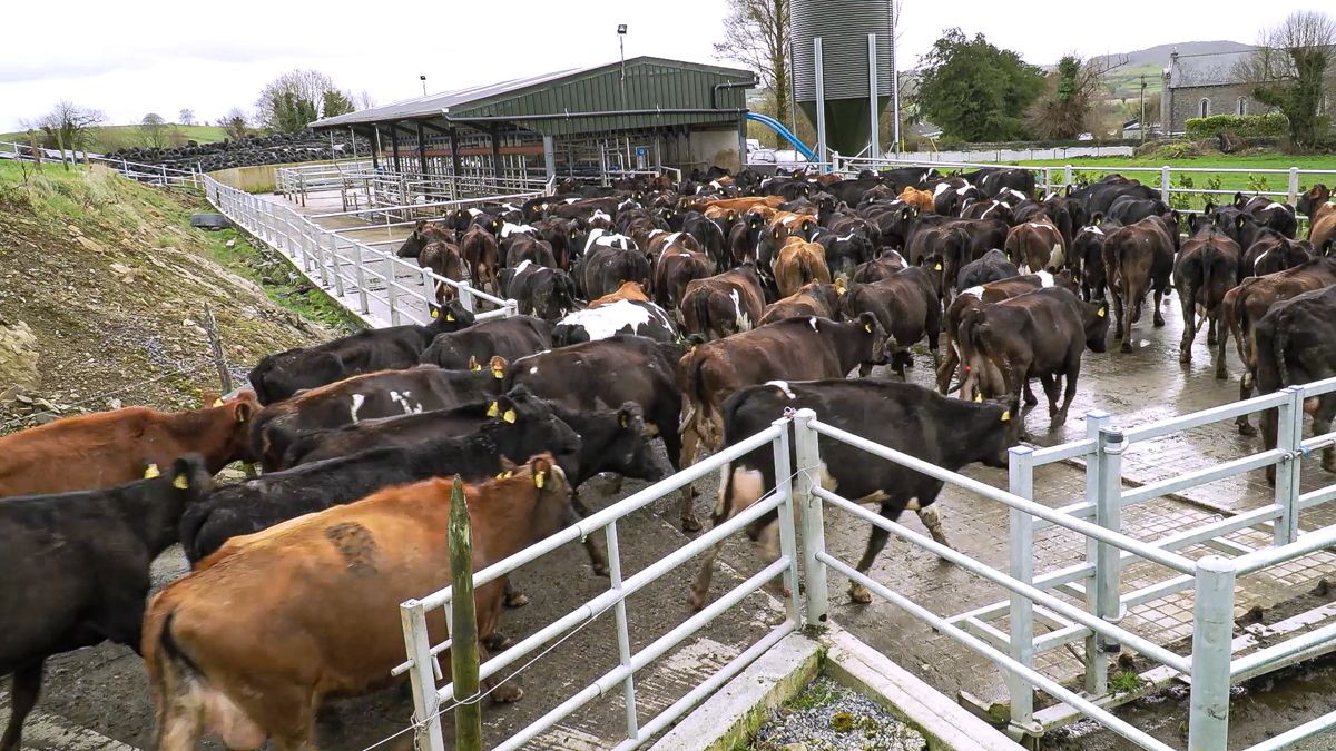 Footbathing to keep lameness under control within your herd