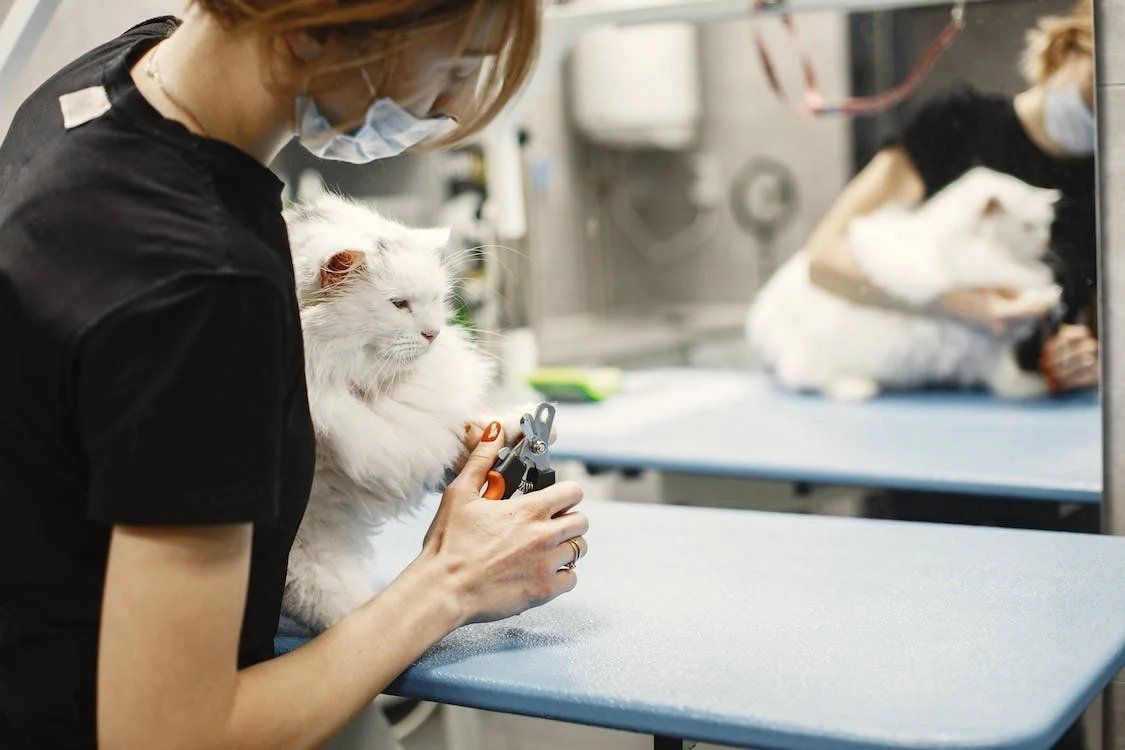 BVA launches menopause hub to help keep vets in profession