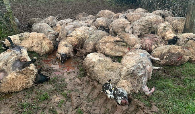 Graphic: 50 sheep killed in dog attack on a Welsh farm
