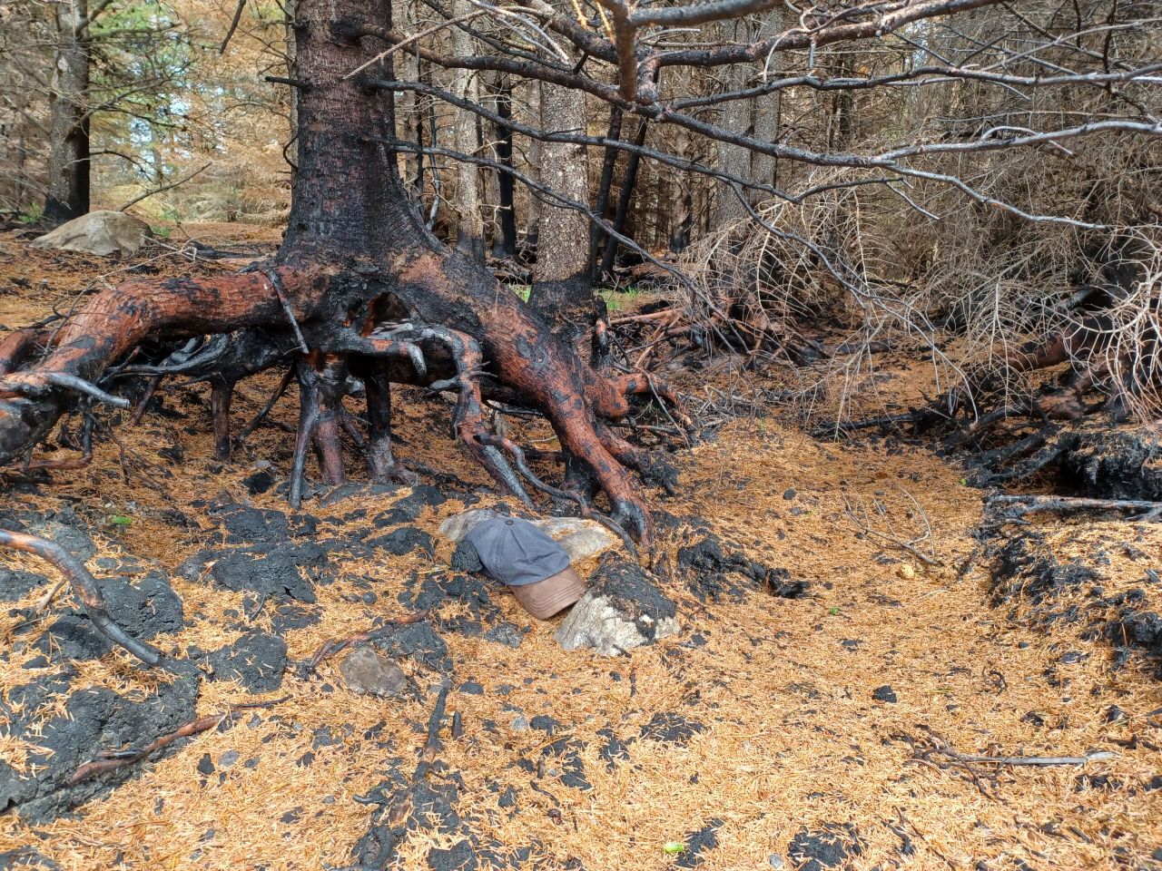 Scotland: FLS issues fire warning as temperatures rise