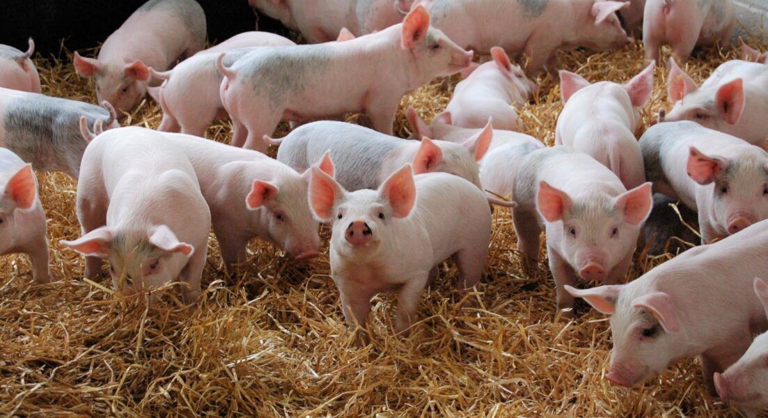 Easier access to Californian market for UK pork from January