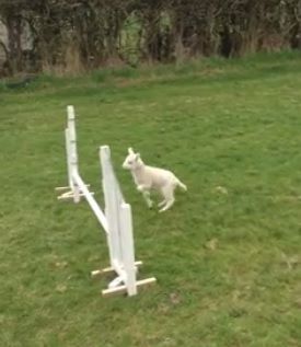 Wooly jumper - meet the lamb that thinks it's a horse