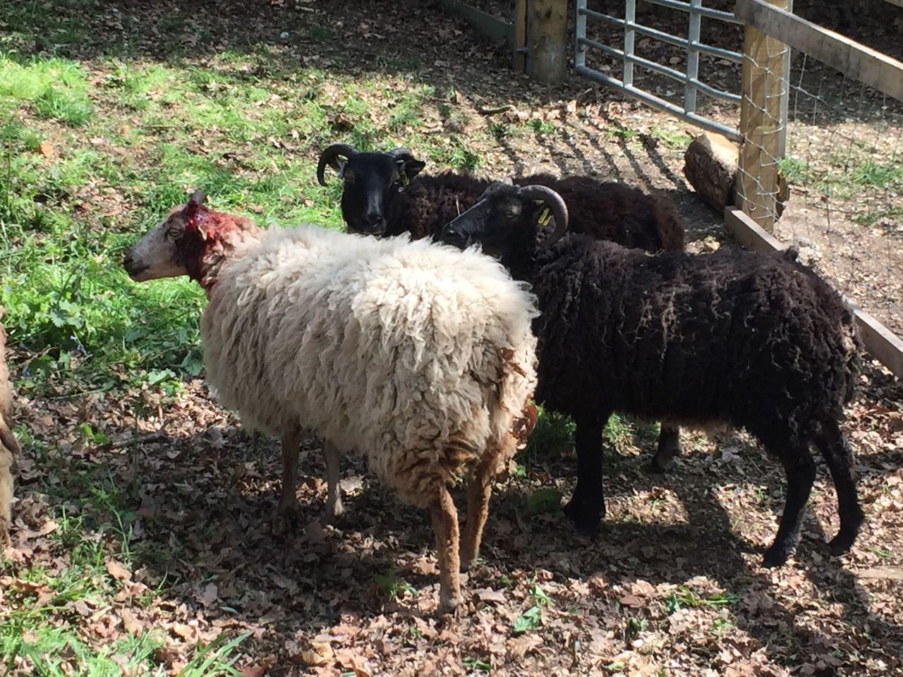 New bill to deliver tougher stance on animal welfare offences