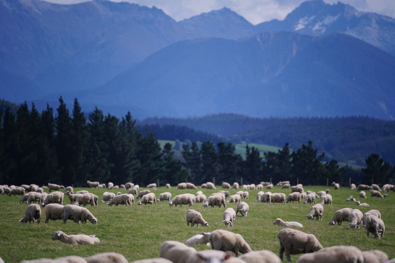 New Zealand ratio of sheep per person drops to 4.5:1 – govt