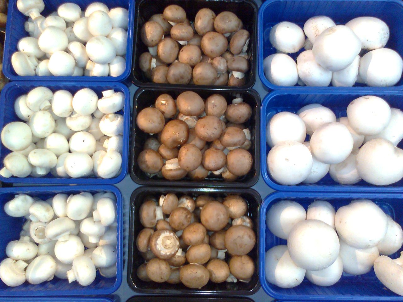 Ireland leading mushroom research