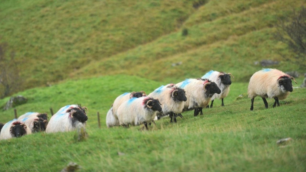 ‘Technical solution’ found for NI/Scotland livestock trade issues