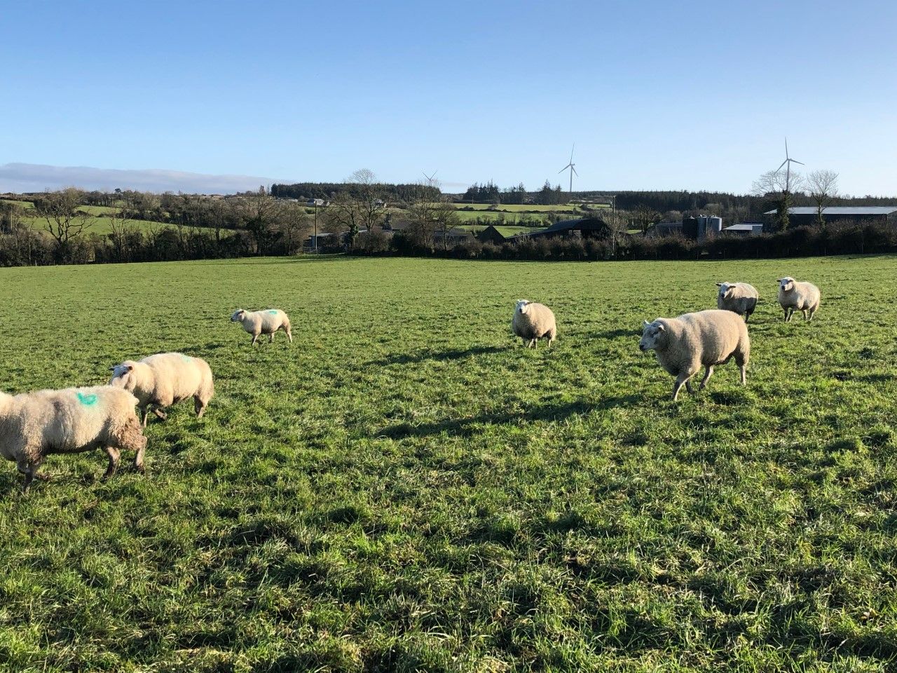 Elanco urges sheep farmers to faecal egg count before worming