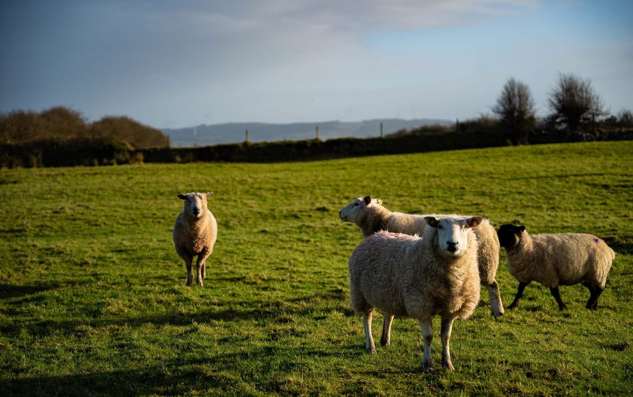 DAERA: Avoid ‘showering’ sheep during sheep scab treatment
