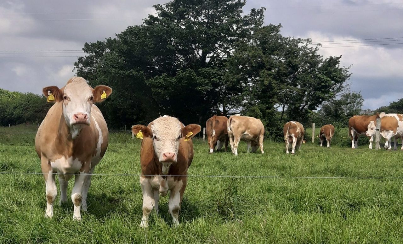 Case of mad cow disease confirmed in Cornwall