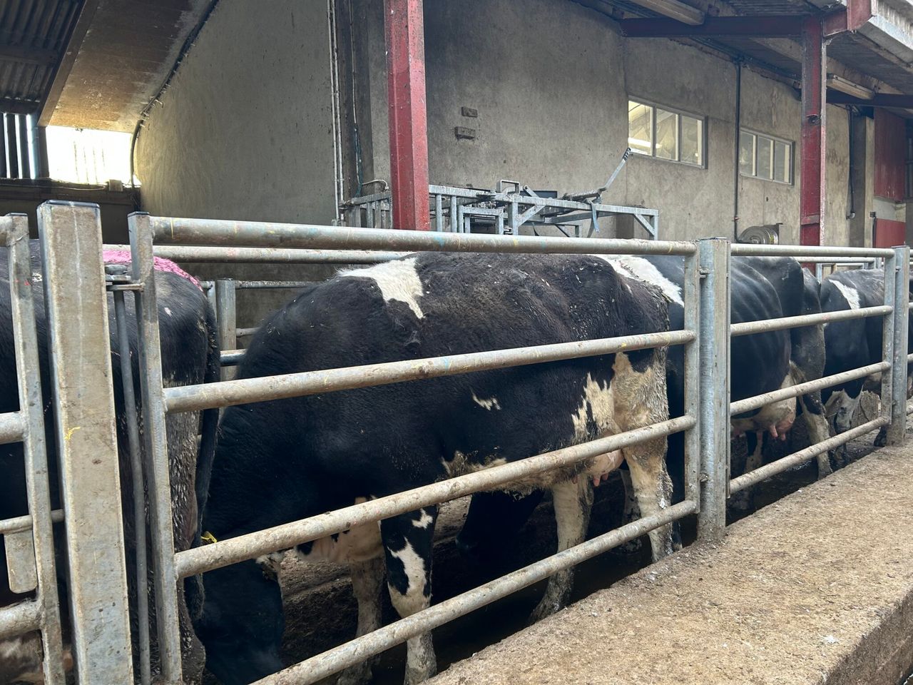 BCS your spring calving cows now before housing