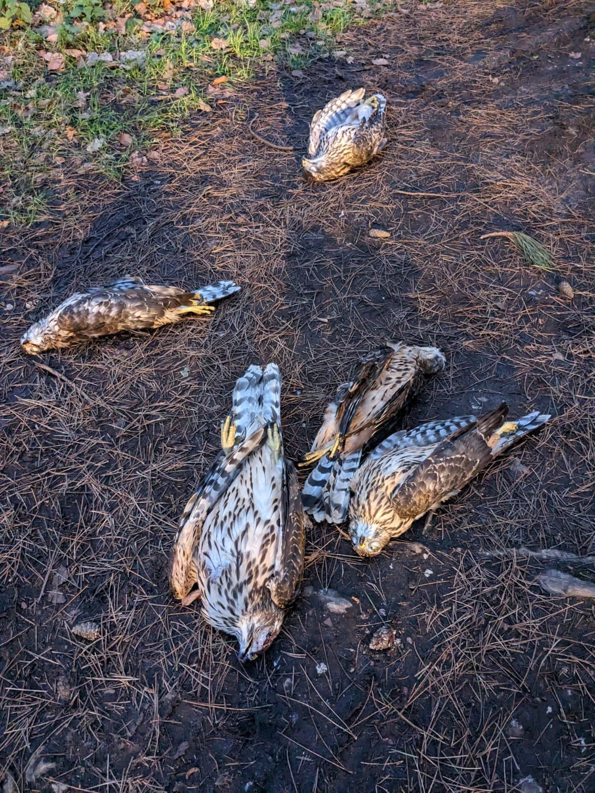 £14,000 offered for info on 5 wild birds found shot in Suffolk