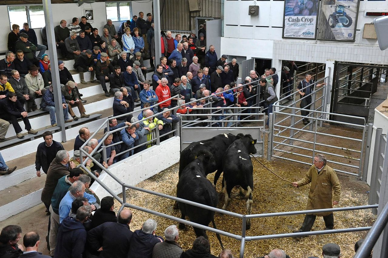 Movement restrictions on livestock to and from NI removed