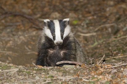 'Half of England on course to be TB-free by 2019'