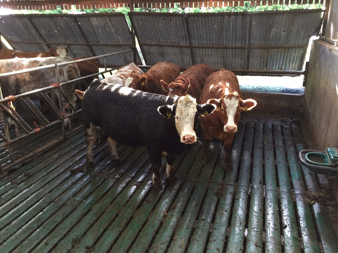 ‘Ammonia recommendations highlight need to work together’
