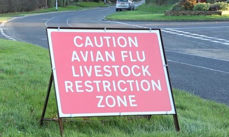 Avian influenza housing order to come into force in Northern Ireland