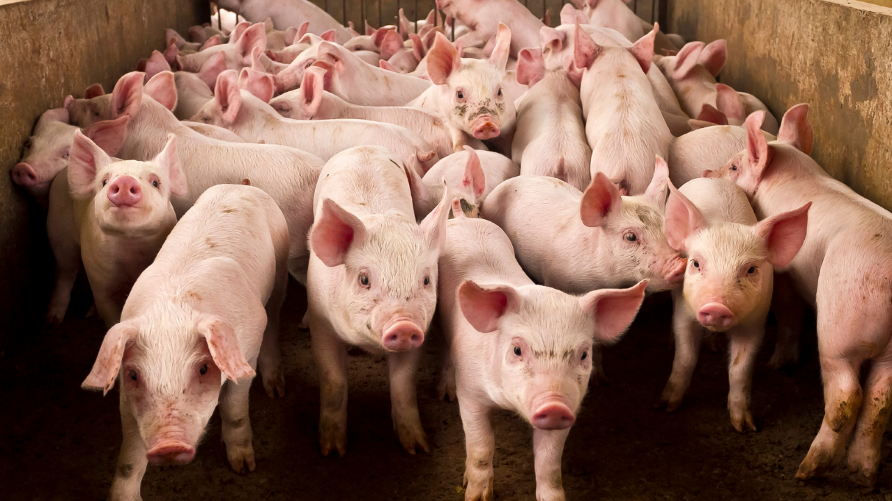 Feed responsible for more than 80% of costs on pig units