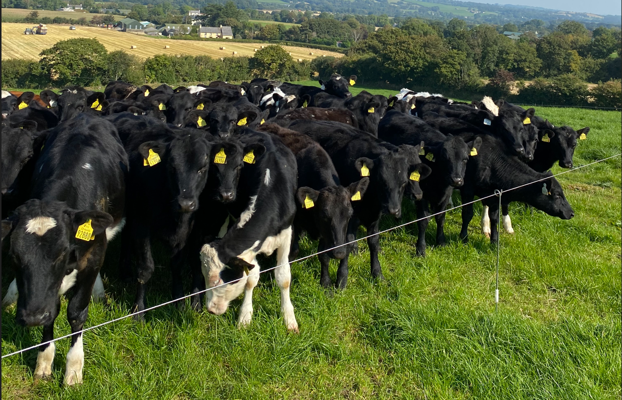 Lungworm in calves can pose a threat in late summer/autumn