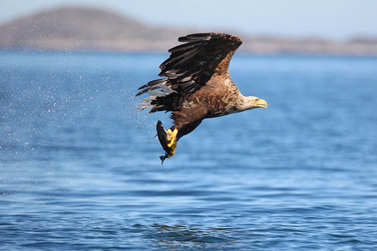 NSA urges caution over releasing more sea eagles into the wild
