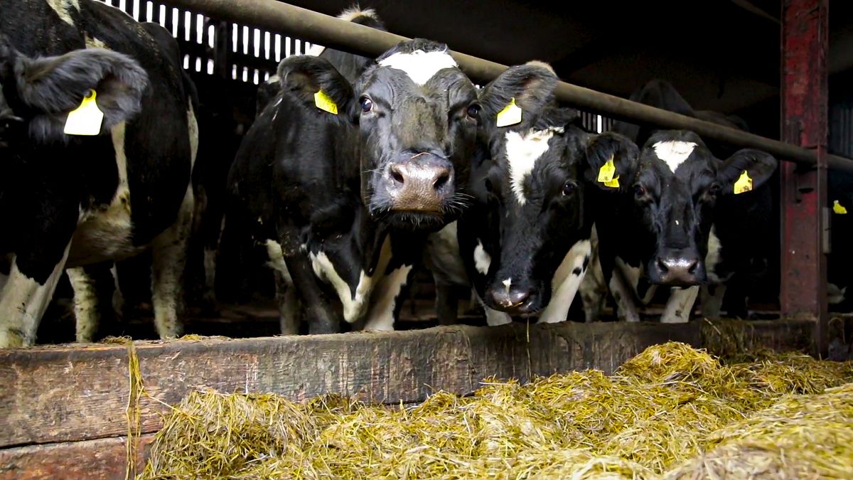 The search is on for NFU Cymru's Dairy Stockperson of the Year
