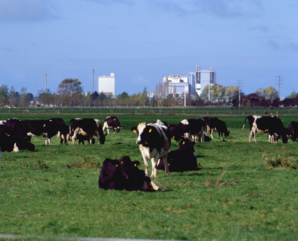New Zealand dairy farmers get boost as Fonterra increases its forecast payout