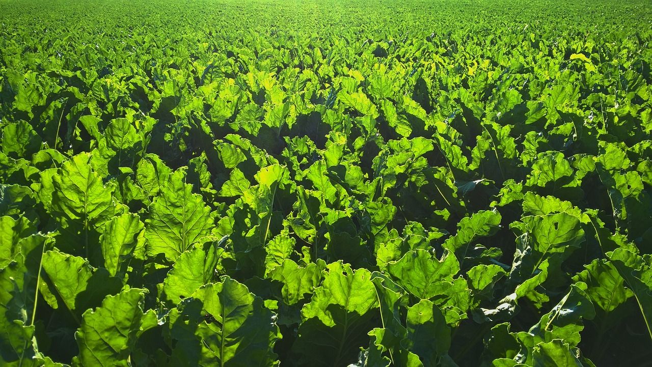 Insecticide gets emergency authorisation for sugar beet