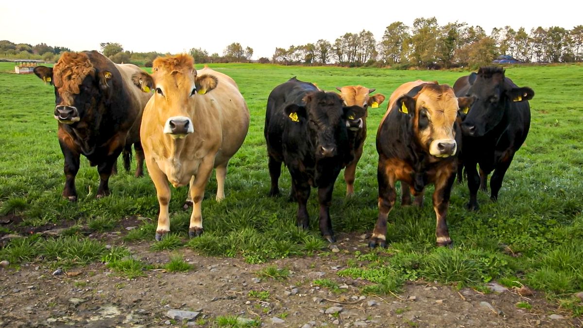 Farmers now able to access free TB advice