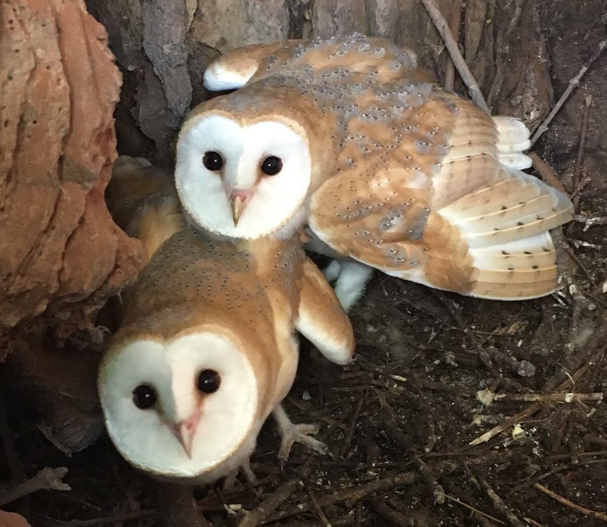 Co. Down farmer helps to rear barn owl chicks