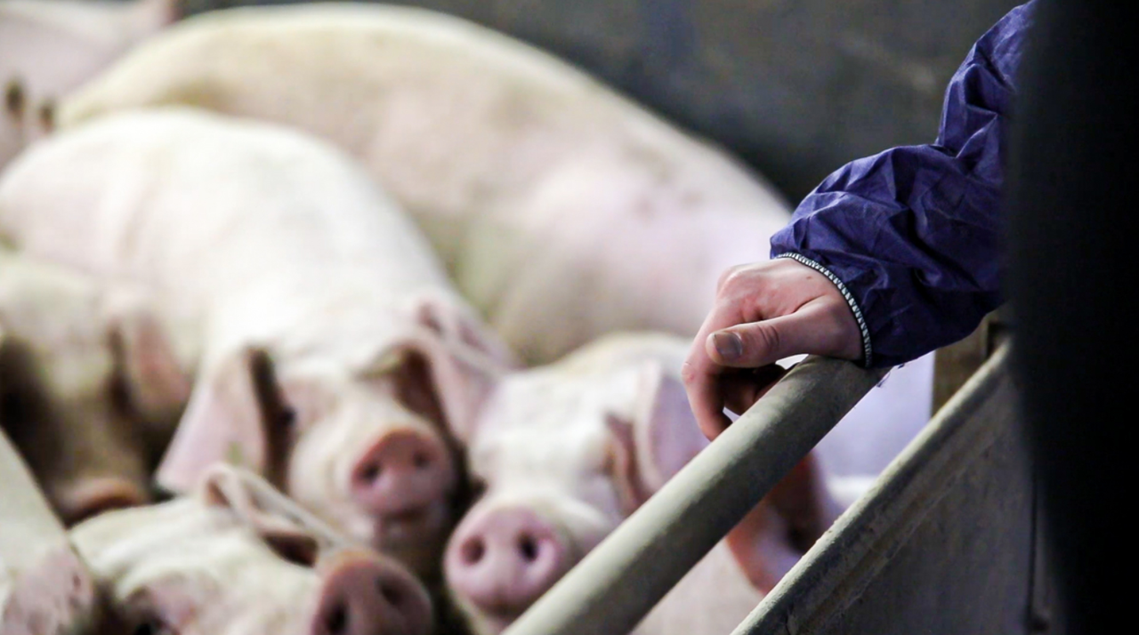 Defra aims to future-proof pig sector against African Swine Fever