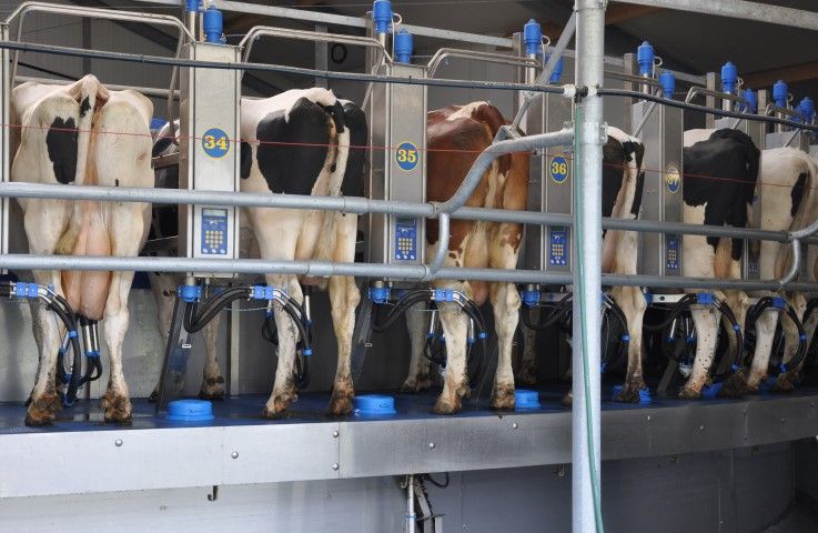 Large scale US dairy farms set to increase milk production