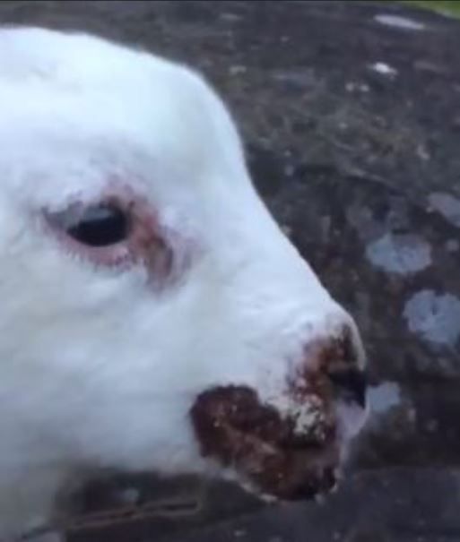 Agriland Vet: Dealing with Orf - the sheep farmer's nightmare