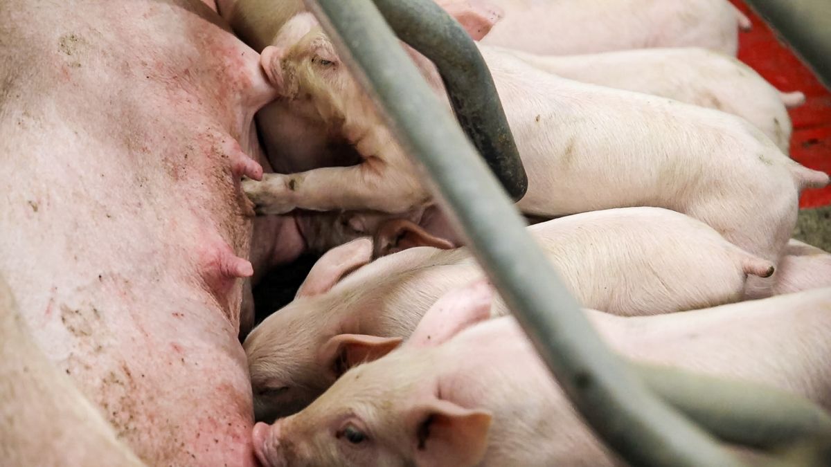 185 to be eligible for NI’s £1.6 million Pig Producer support
