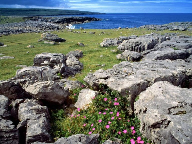 Nature organisation blames CAP for ‘biodiversity decline’