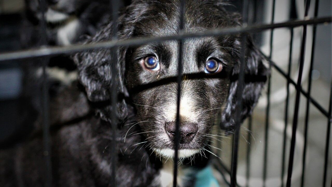 USPCA and DAERA urge people to not buy animals this Christmas