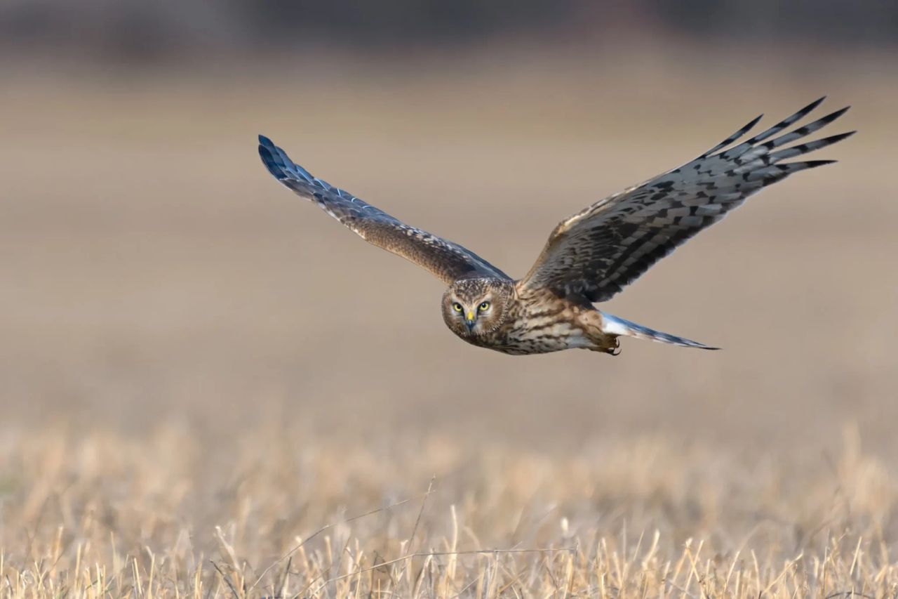 Northern Ireland’s hen harrier population sees 26% decrease