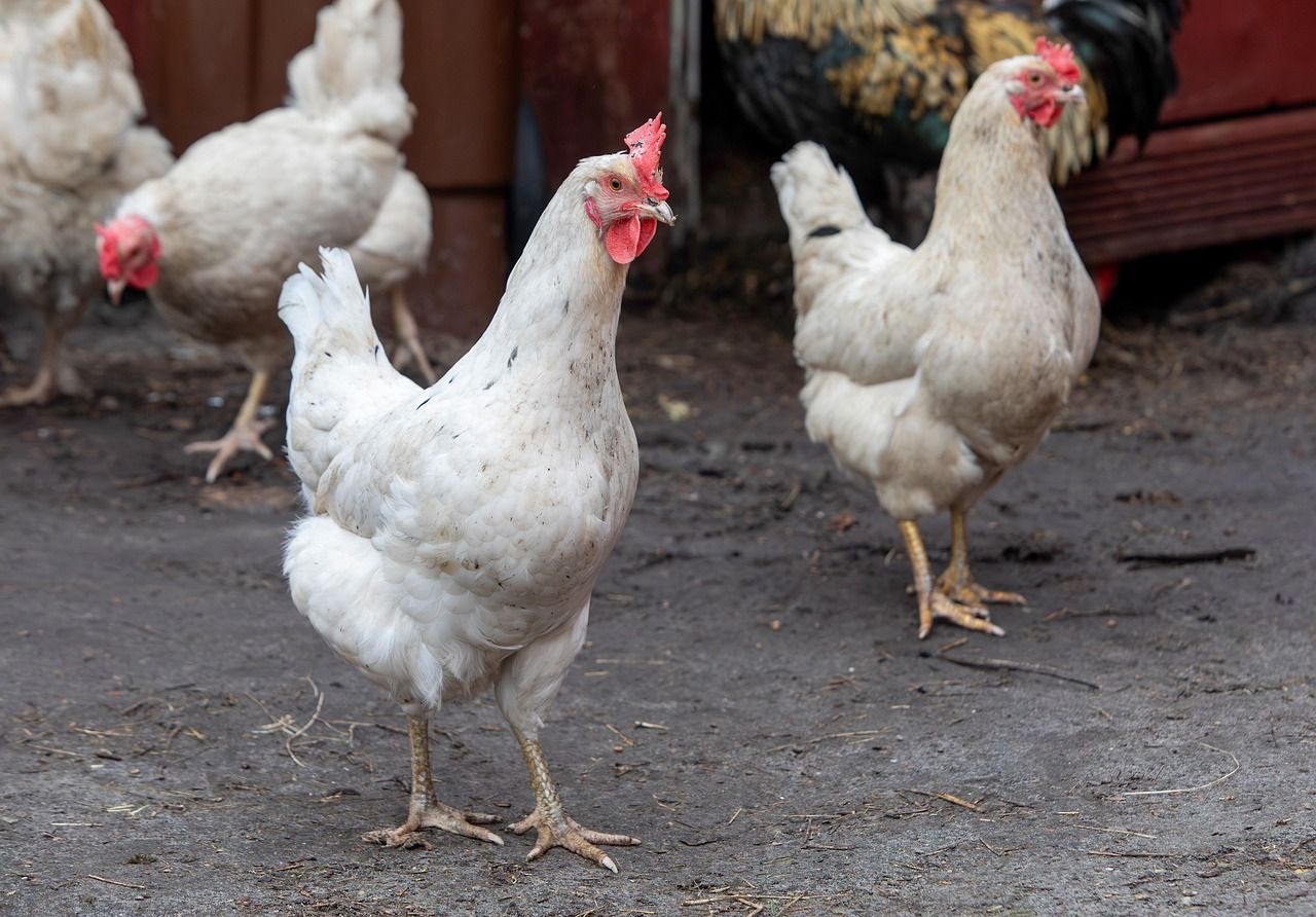 Thai poultry audit sparks call for robust import controls