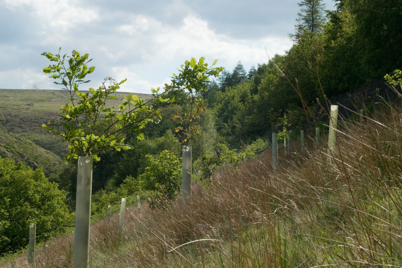 Extensive tree planting needed to hit net-zero livestock by 2050 – study