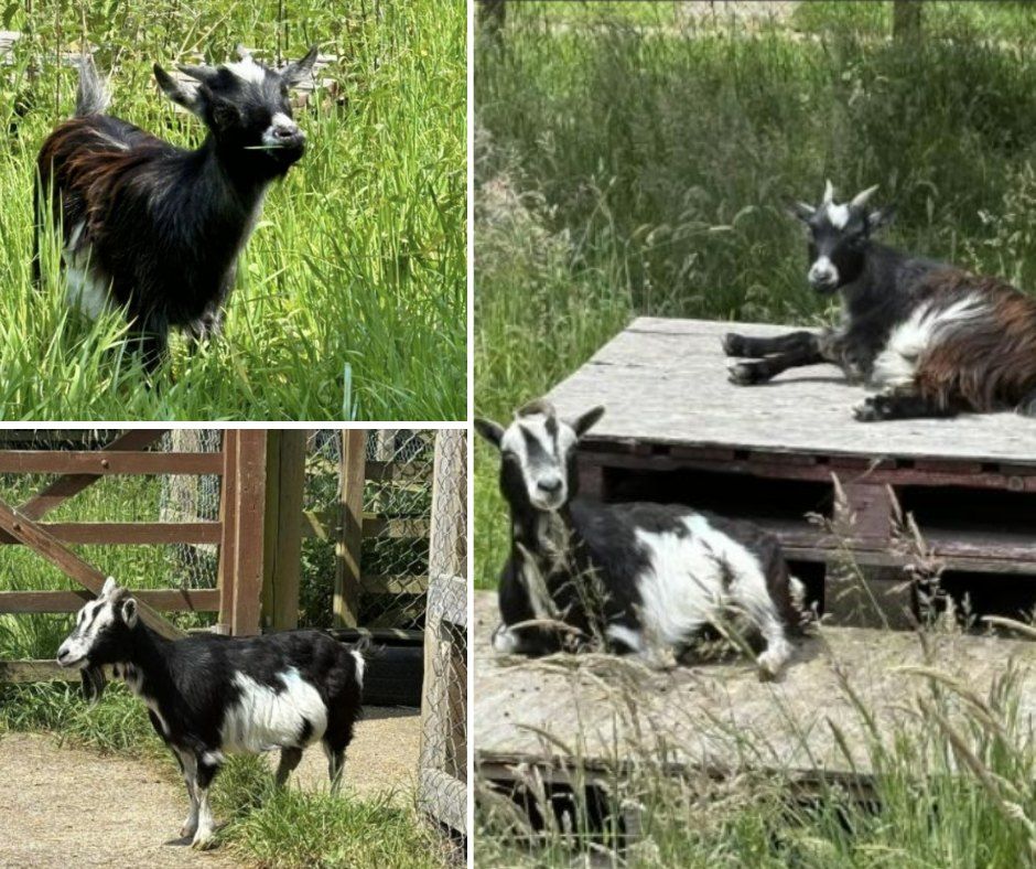 RSPCA returns 2 stolen goats to 'relieved owners' with 2 more still missing
