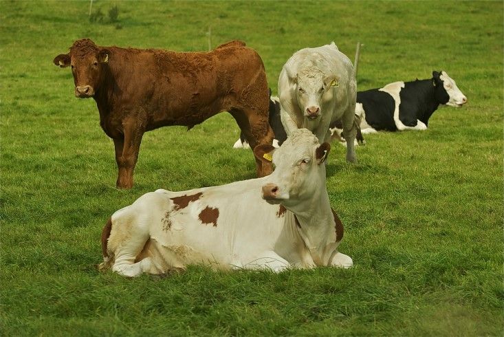 Penalty increase on young bulls on the cards