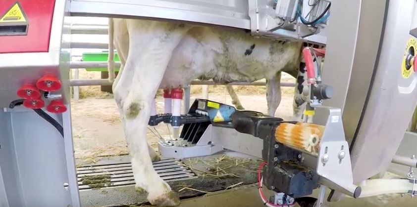 Watch: 40 'Lely' cows make the trip to the Balmoral Show