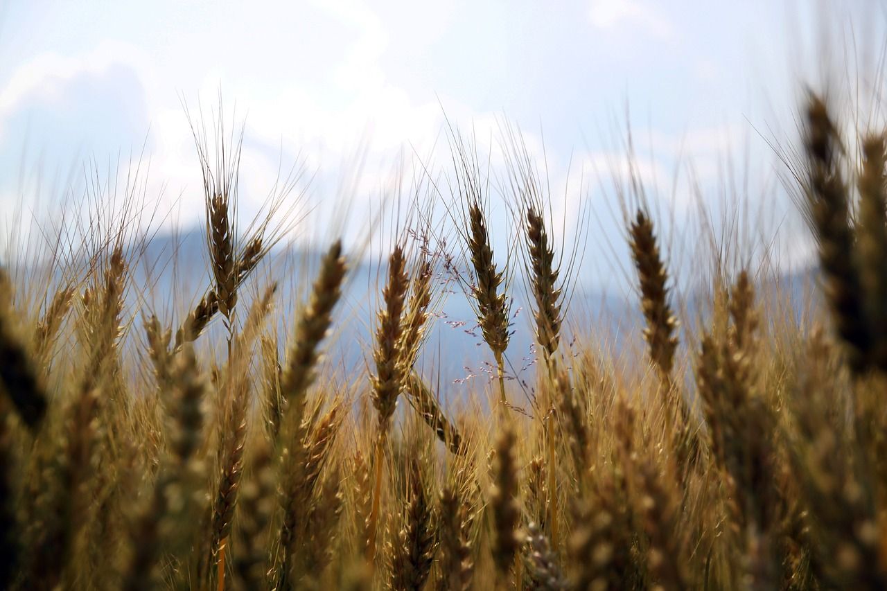 Wheat yields: England, Scotland, Wales range 8.2-8.6t/ha
