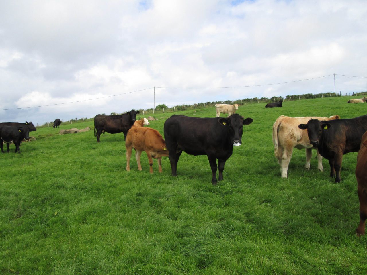 Is Irish beef regarded as 'filler' by UK supermarkets?