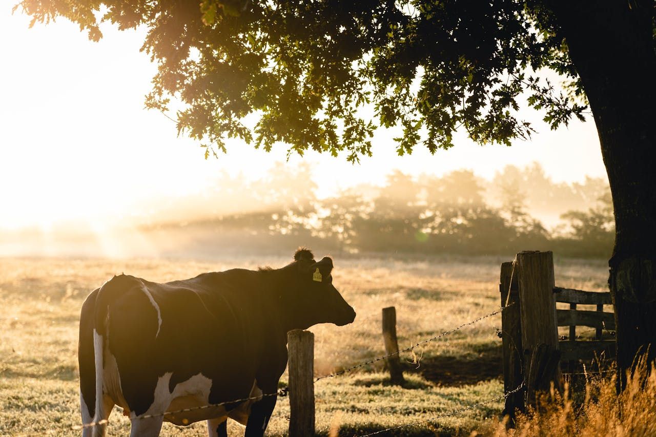 ‘Blueprint’ to eradicate TB in Northern Ireland published