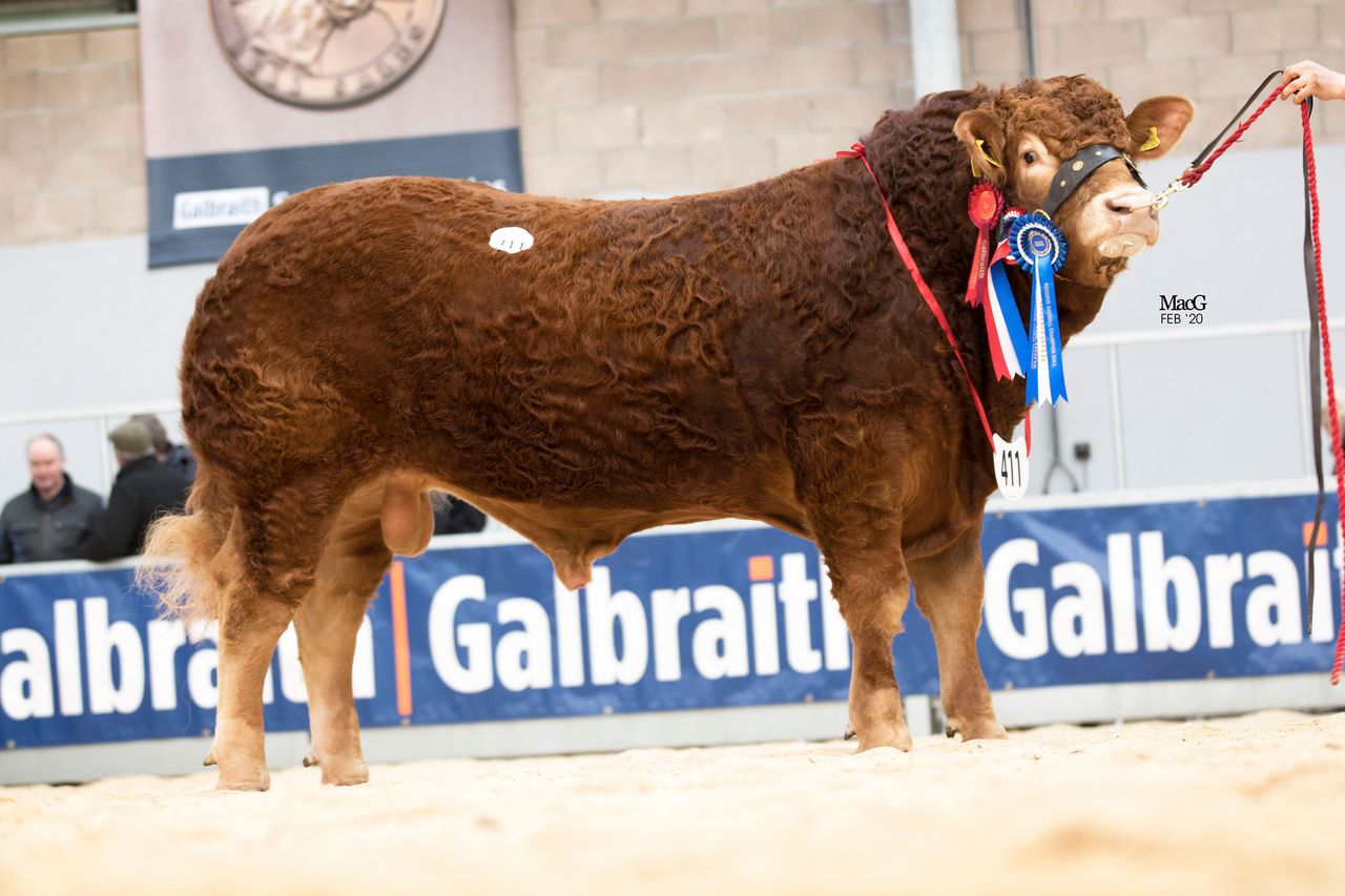 Dyke bull tops solid Stirling Limousin trade at 13,500gns