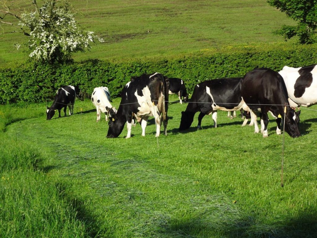 Superlevy fines of 28.66c per litre over quota warning from Lakeland Dairies