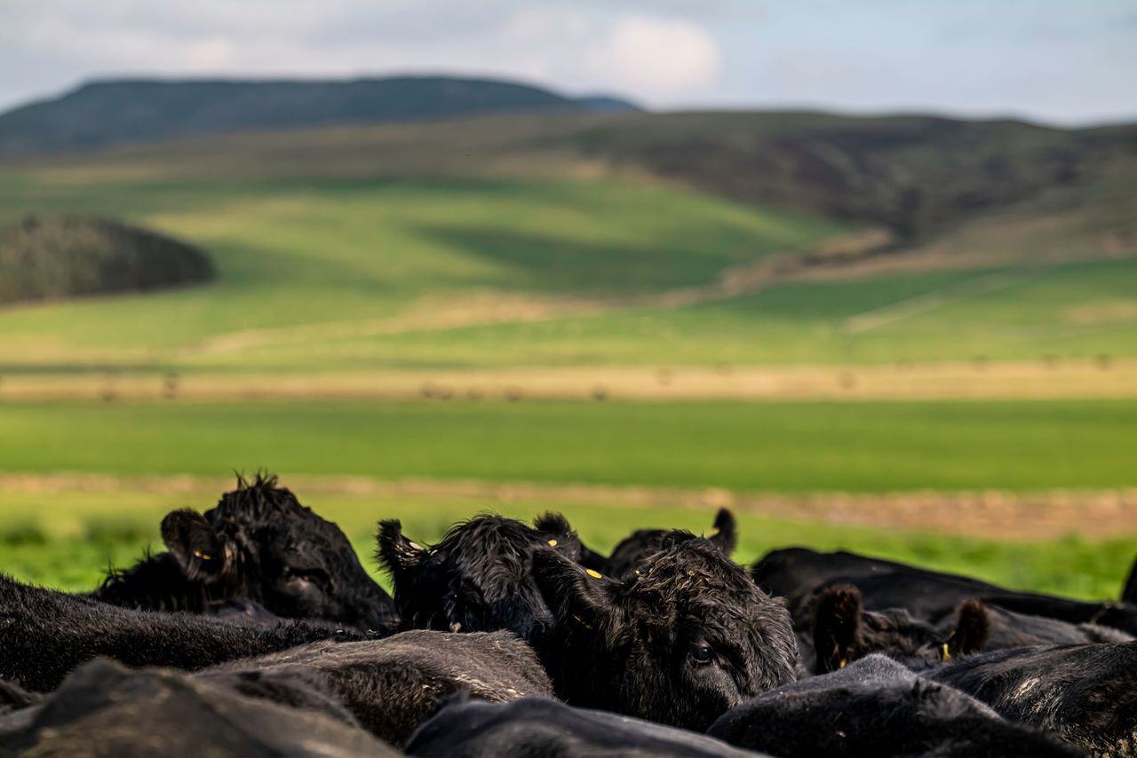 Bold plans laid out to eradicate BVD and sheep scab by 2031