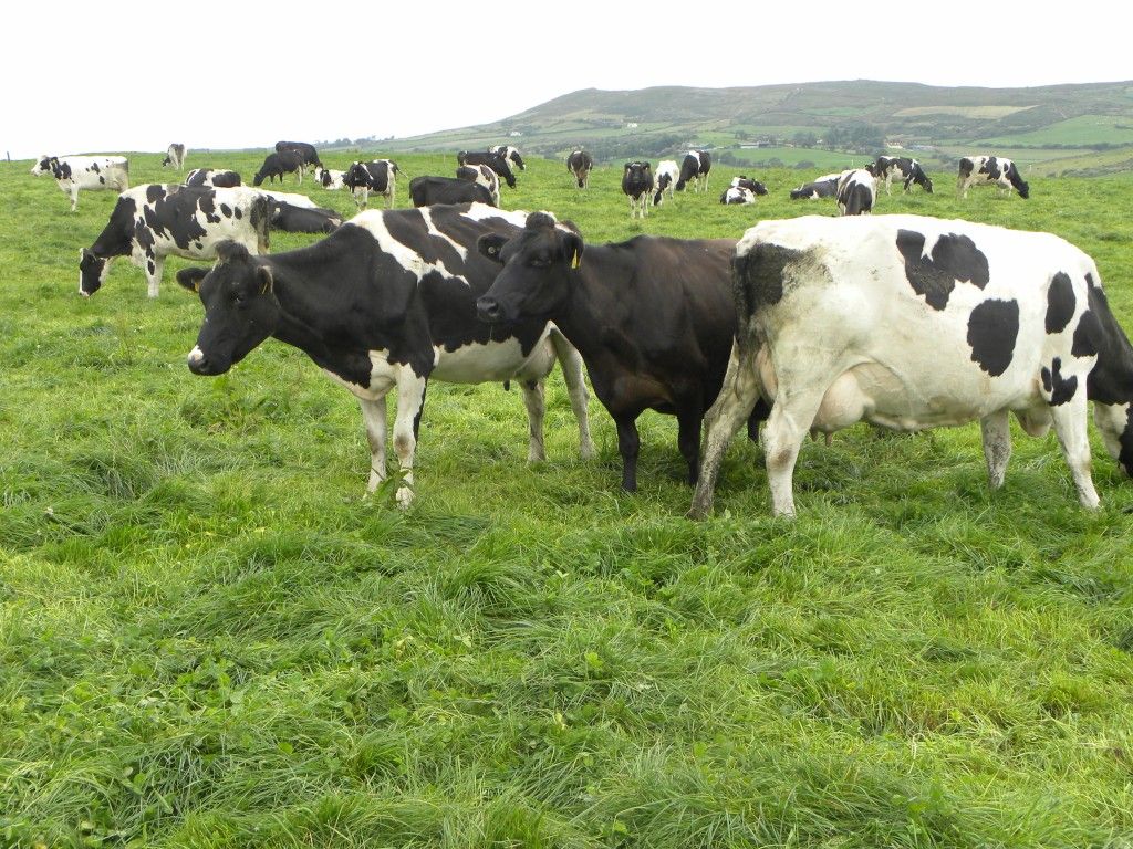 Dairy expansion from within is much safer than going to the market says top vet