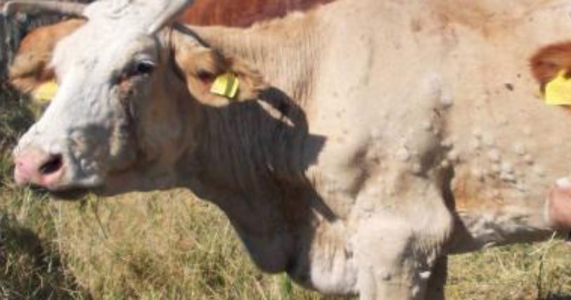 What is lumpy skin disease and why is it causing problems in south-eastern Europe