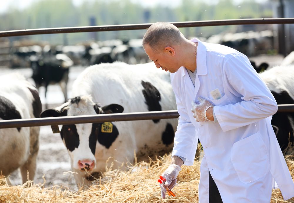 Diseased cattle compensation rates announced for October