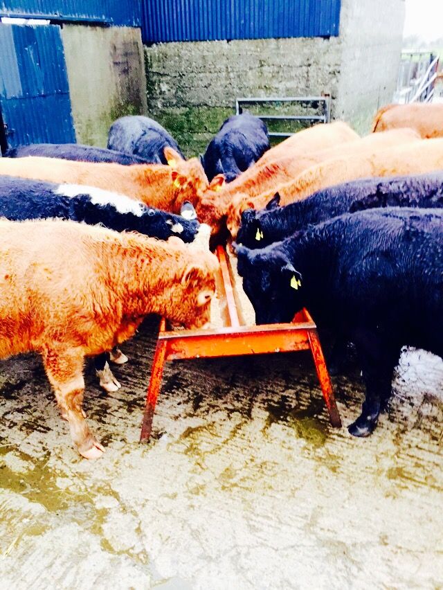 Differences in Irish/UK beef price gap across cattle types